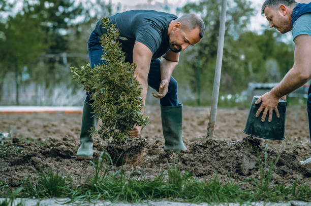 The Steps Involved in Our Tree Care Process in Lauderdale By The Sea, FL